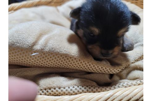 成約済の千葉県のミックス犬-218842の2枚目