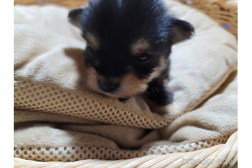 成約済の千葉県のミックス犬-218843の2枚目