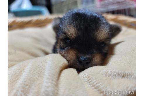 成約済の千葉県のミックス犬-218844の2枚目
