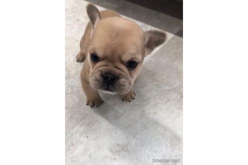 成約済の福岡県のミックス犬-217902の2枚目