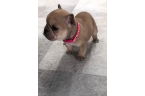 成約済の福岡県のミックス犬-217902の3枚目