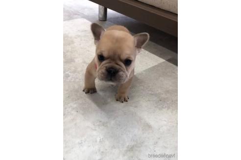 成約済の福岡県のミックス犬-217902の1枚目