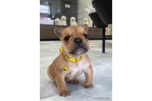 成約済の福岡県のミックス犬-217926の1枚目