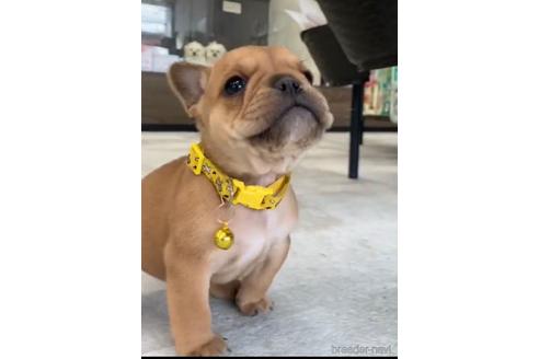 成約済の福岡県のミックス犬-217926の2枚目