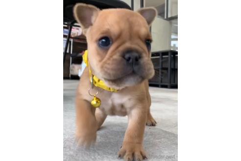 成約済の福岡県のミックス犬-217926の3枚目