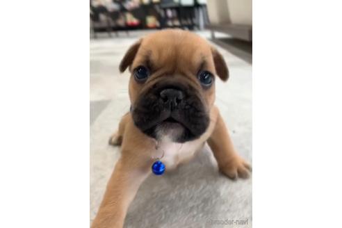 成約済の福岡県のミックス犬-217898の8枚目