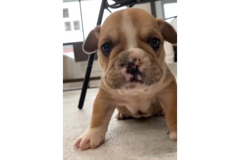 成約済の福岡県のミックス犬-218913の6枚目