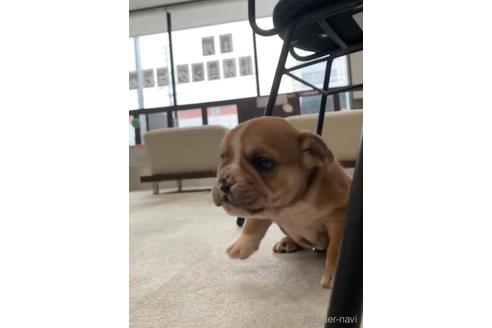 成約済の福岡県のミックス犬-218913の7枚目