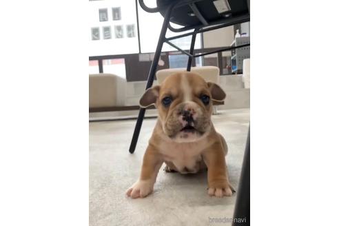 成約済の福岡県のミックス犬-218913の8枚目