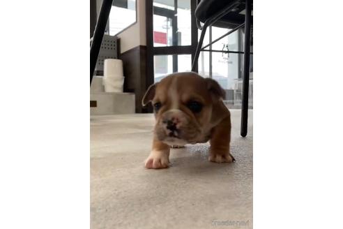 成約済の福岡県のミックス犬-218913の10枚目