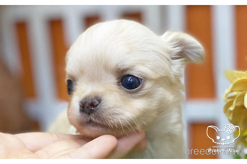 成約済の愛知県のチワワ(ロングコート)-218914の4枚目