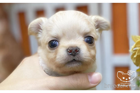 成約済の愛知県のチワワ(ロングコート)-218914の1枚目