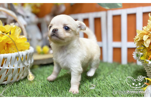 成約済の愛知県のチワワ(ロングコート)-218914の5枚目