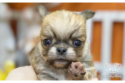 成約済の愛知県のチワワ(ロングコート)-218915の1枚目