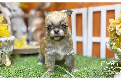 成約済の愛知県のチワワ(ロングコート)-218915の2枚目