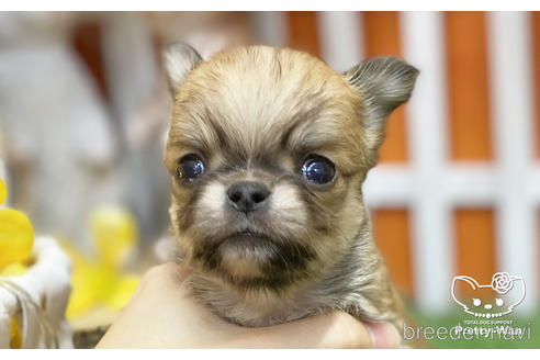 成約済の愛知県のチワワ(ロングコート)-218915の3枚目