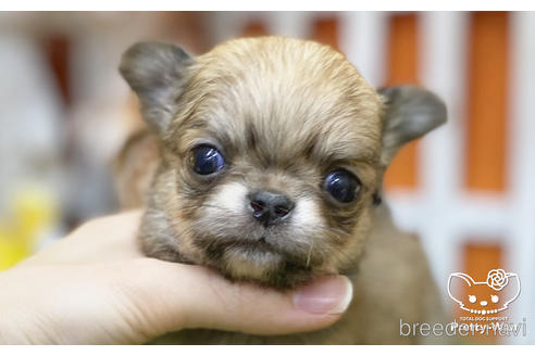 成約済の愛知県のチワワ(ロングコート)-218916の1枚目