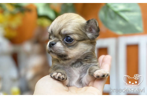 成約済の愛知県のチワワ(ロングコート)-218916の2枚目