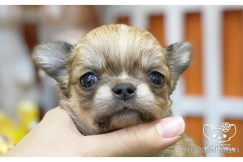 成約済の愛知県のチワワ(ロングコート)-218917の1枚目