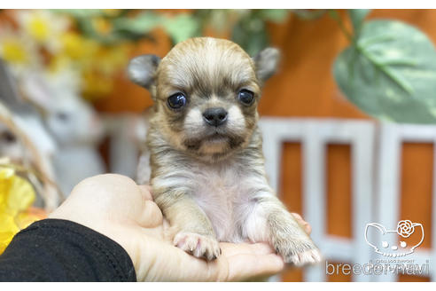 成約済の愛知県のチワワ(ロングコート)-218917の2枚目