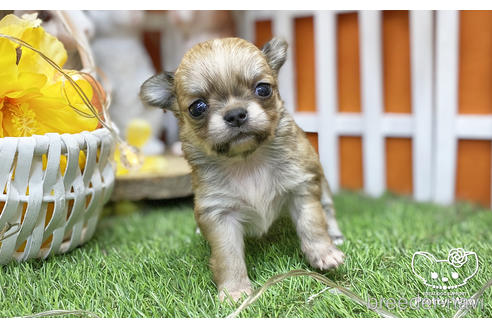 成約済の愛知県のチワワ(ロングコート)-218917の3枚目