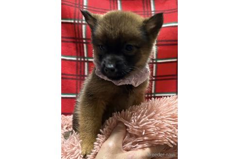 成約済の福岡県のミックス犬-218918の1枚目