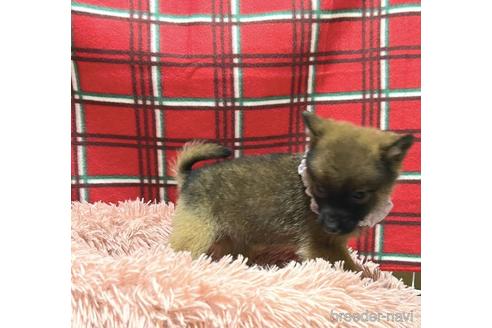 成約済の福岡県のミックス犬-218918の3枚目