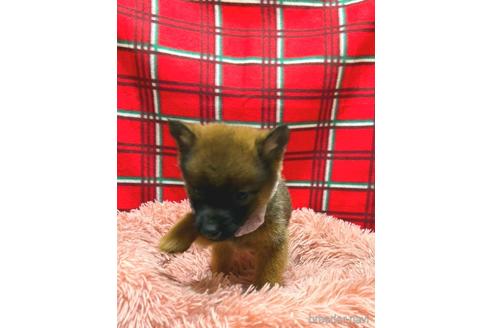 成約済の福岡県のミックス犬-218918の4枚目