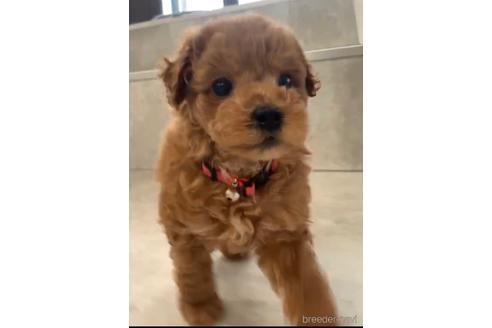 成約済の福岡県のトイプードル-217476の9枚目