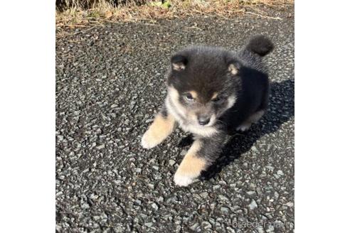 成約済の福島県の豆柴-218979の5枚目