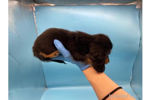 成約済の東京都のミニチュアダックスフンド(ロングヘアード)-213992の17枚目