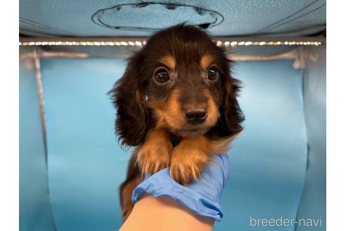 成約済の東京都のミニチュアダックスフンド(ロングヘアード)-213992の16枚目