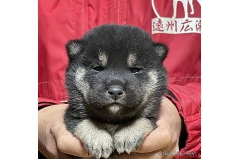 成約済の千葉県の柴犬-218997の1枚目