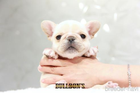成約済の東京都のフレンチブルドッグ-219007の1枚目