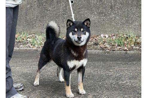 成約済の千葉県の柴犬-219006の4枚目