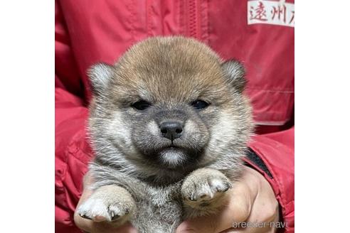 成約済の千葉県の豆柴-219024の1枚目