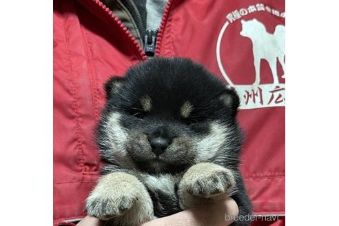 成約済の千葉県の豆柴-219026の1枚目