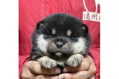 成約済の千葉県の柴犬-219028の1枚目