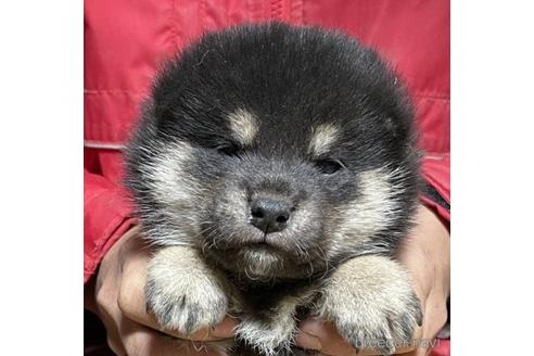 成約済の千葉県の柴犬-219031の1枚目