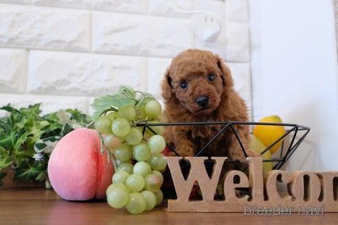 成約済の滋賀県のトイプードル-216274の2枚目