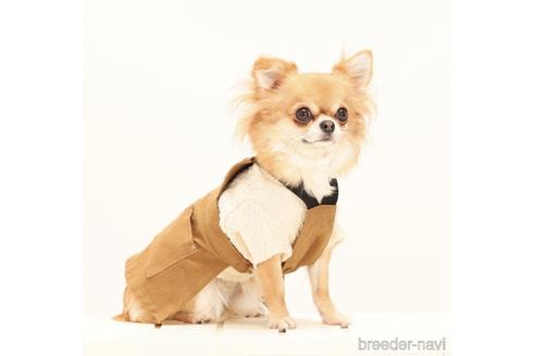 成約済の愛知県のチワワ(ロングコート)-218914の3枚目