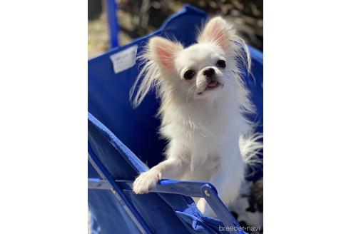 成約済の愛知県のチワワ(ロングコート)-218914の2枚目