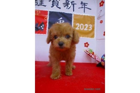 成約済の鳥取県のティーカッププードル-213151の1枚目