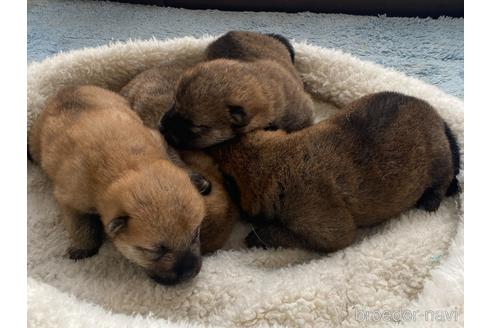 成約済の岡山県の柴犬-219100の6枚目