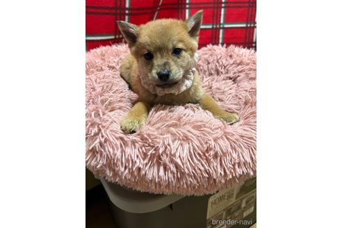 成約済の福岡県のミックス犬-219139の2枚目