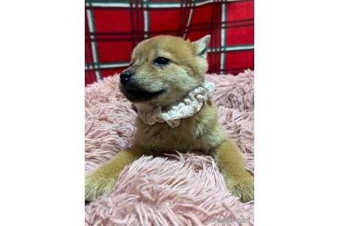 成約済の福岡県のミックス犬-219139の3枚目