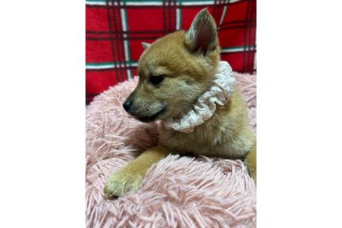 成約済の福岡県のミックス犬-219139の4枚目