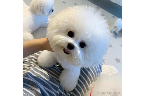 大白ちゃん1枚目