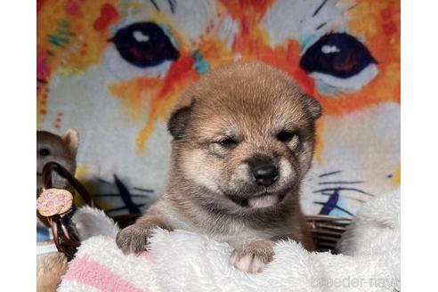 成約済の愛知県の柴犬-219136の5枚目