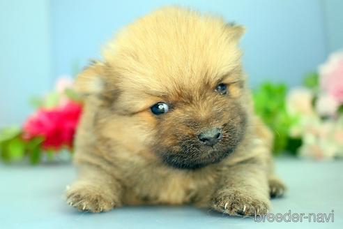 成約済の静岡県のポメラニアン-219160の1枚目